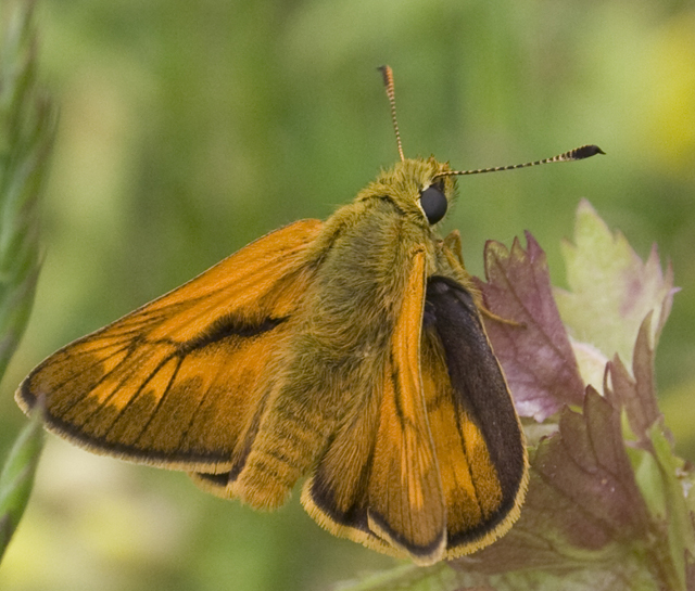 Ochlodes sylvanus?